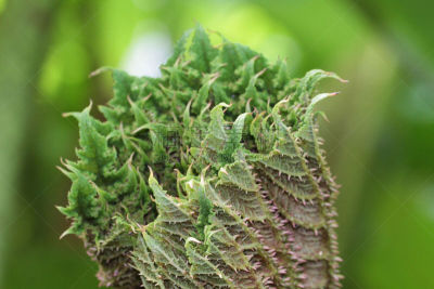 英国,英格兰,康沃尔,园林,旅途,被子植物根乃拉草,著名景点,自然美,植物,户外