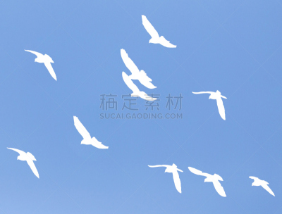 背景,天空,蓝色,斑鸠,图像技术,自然,哈萨克斯坦,白色背景,野生动物,云