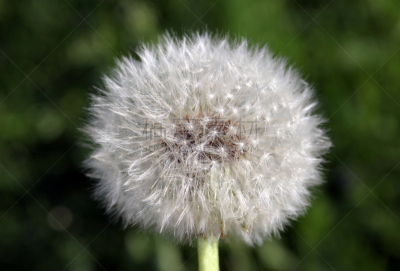 蒲公英,扫毯器,气泵,自然,水平画幅,无人,轻的,半空中,悲哀,烟囱