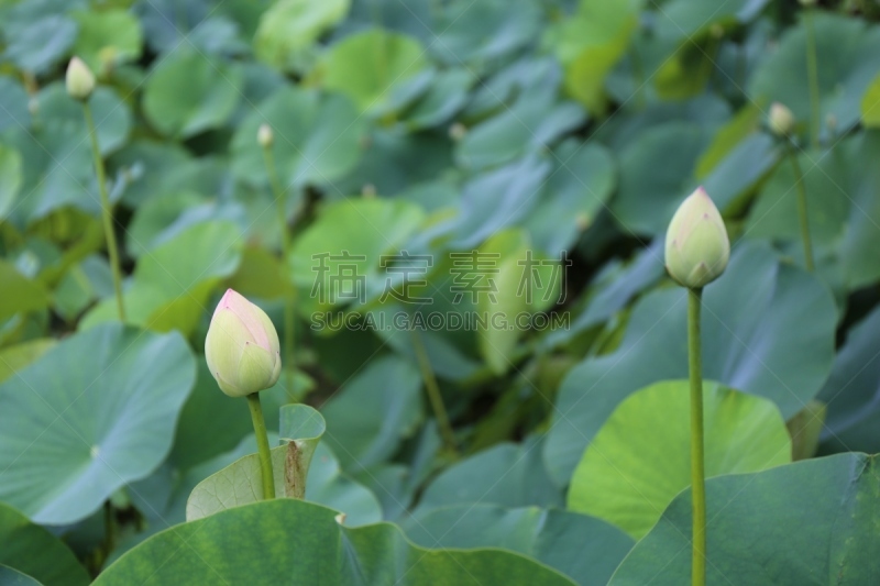 荷花,六月,水平画幅,无人,日本,户外,开花时间间隔,植物,池塘,爱媛县