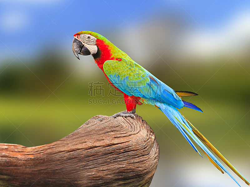 金刚鹦鹉,鸟类,多色的,蓝黄金刚鹦鹉,大鸟笼,水平画幅,热带雨林,特写,喙,热带气候