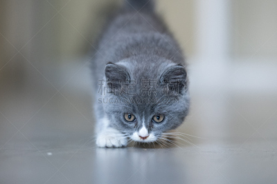 猫,灰色,室内,短毛猫,毛绒玩具,水平画幅,人的眼睛,哺乳纲,毛绒绒,看