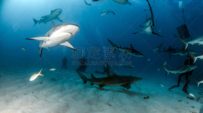 巴哈马国,礁鲨,水,水平画幅,水肺潜水,无人,水下,鲨鱼,夏天,户外
