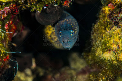 海鳗,地中海,动物嘴,水平画幅,水下,动物习性,动物身体部位,特写,底栖生物带,看