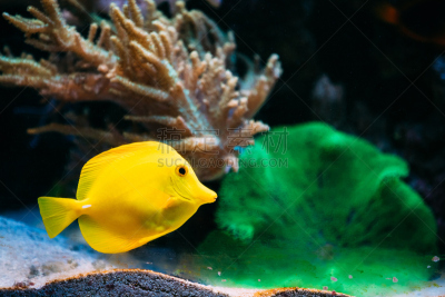 水族馆,鱼类,海洋,marlene dietrich,蓝环带扁鲛,水,水平画幅,水肺潜水,无人,水下