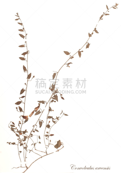 干花,旋花植物,林奈,甘薯,垂直画幅,留白,无人,古典式,夏天,干的