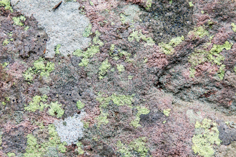 地衣,绿色,石头,安肯帕格里荒野,uncompahgre national forest,科罗拉多州,斑驳的,点状,自然,美国