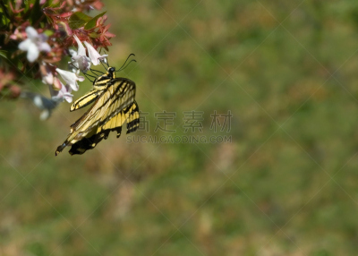 蝴蝶,俄勒冈洲凤尾蝶,黄色尾凤蝶,虎斑凤尾蝶,凤尾蝶,美,水平画幅,无人,美人,夏天