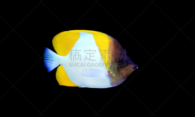 黄色,锥形蝴蝶鱼,生物学,杂食动物,海洋生命,热带气候,野生动物,环境,动物,三色刺蝶鱼