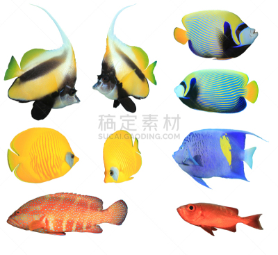 热带鱼,分离着色,黄柄刺蝶鱼,王刺蝶鱼,旗鱼,蝴蝶鱼,神仙鱼,野生动物,水平画幅,无人