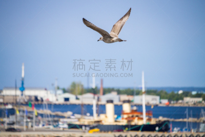 海港,塔林,海鸥,水平画幅,无人,欧洲银鸥,鸟类,特写,海洋,爱沙尼亚
