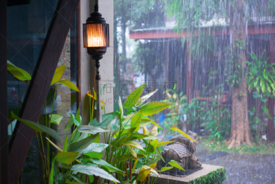 雨,米色背景,水,美,新的,水平画幅,枝繁叶茂,无人,湿,夏天