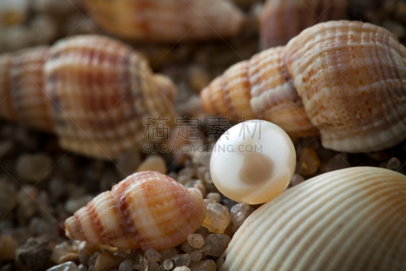 沙子,撒谎者,珍珠牡蛎,女王凤凰螺,鹦鹉螺,海扇壳,水平画幅,软体动物,夏天,海滩