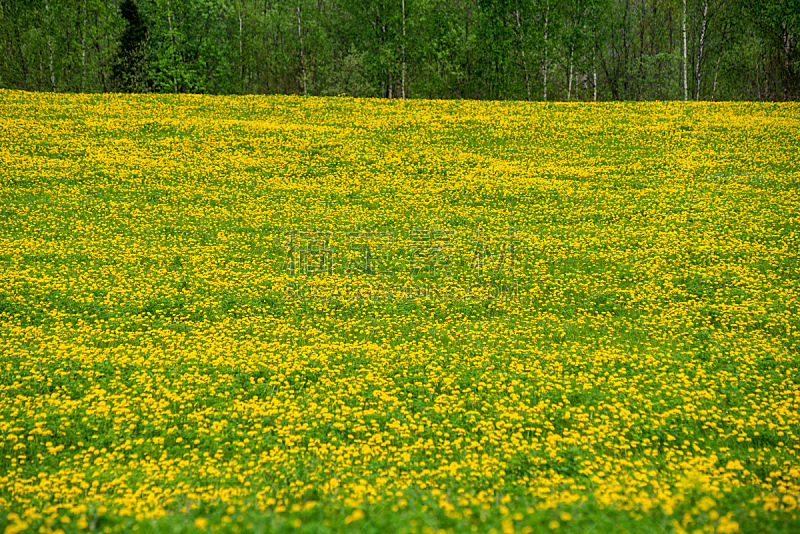 黄色,蒲公英,夏天,草地,数字录音带,自然,环境,图像,花粉,草