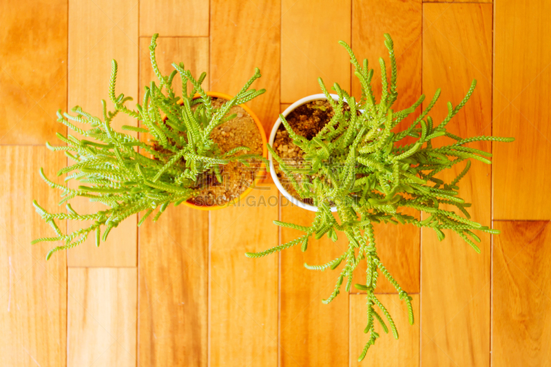 Two potted zipper plant on wooden floor viewed from above