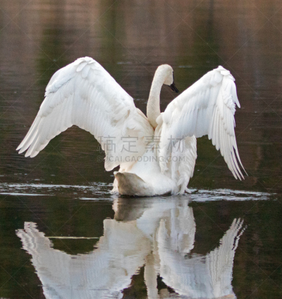 trumpeter swan,黄石河,白色,翅膀,天鹅,蹼足,颈,美国西部,张开翅膀,小号