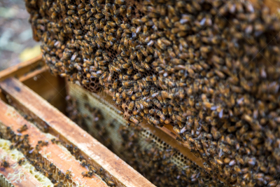 六边形,蜂蜜,beekeeper,特写,建筑结构,拿着,手,职业,农民,田园风光