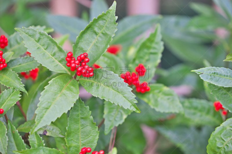 牧野,红色,植物,水平画幅,秋天,无人,日本,神奈川县,摄影