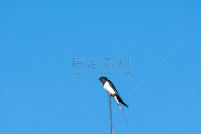 特写,家燕,天空,水平画幅,燕子,无人,白腹毛脚燕,鸟类,野外动物,夏天