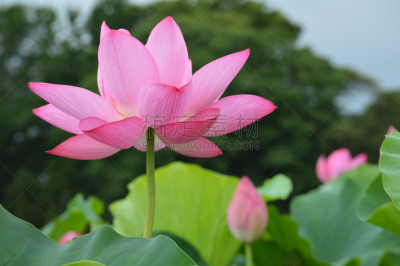 荷花,粉色,莲池,自然,水平画幅,绿色,云,地形,无人,爱知县