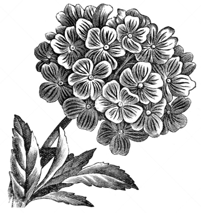 马樱丹属,巴西马鞭草属植物,垂直画幅,美,古董,无人,古老的,古典式,特写