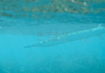 红海,水,纹理效果,水肺潜水,平视角,水下,鲨鱼,纯净,礁石,热带气候
