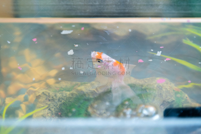 鱼类,金鱼,背景,水族馆,家庭生活,植物群,拐杖糖,背景分离,热带气候,动物