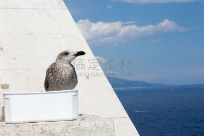 幼小动物,水平画幅,蒙特卡洛,无人,摩纳哥,2015年,鸟类,海鸥