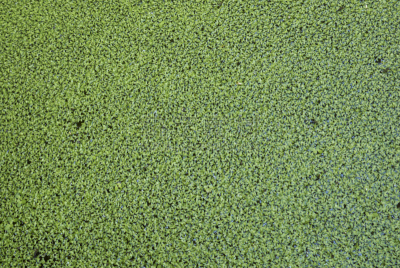 童年,浮萍,自然,水,式样,水生植物,水平画幅,纹理效果,绿色,无人