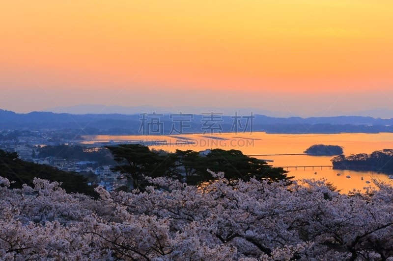 松岛,樱花,背面视角,公园,妈祖,水平画幅,无人,早晨,户外,海滩