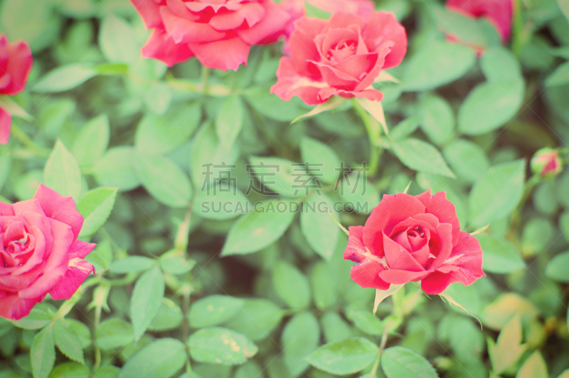 Some red roses in the garden,Vintage Style