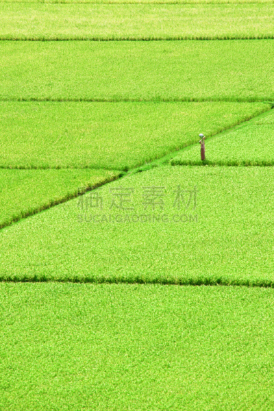 巴厘岛,田地,稻,两个物体,三宝颜锡布格,东努沙登卡拉,白米,垂直画幅,无人,研磨食品