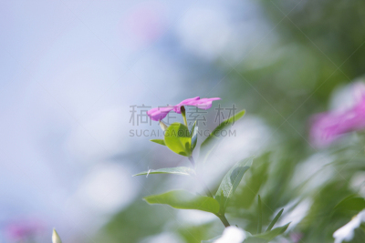 长春花属,水平画幅,兵库县,无人,淡路岛,日本,近畿区域,粉色,夏天,摄影