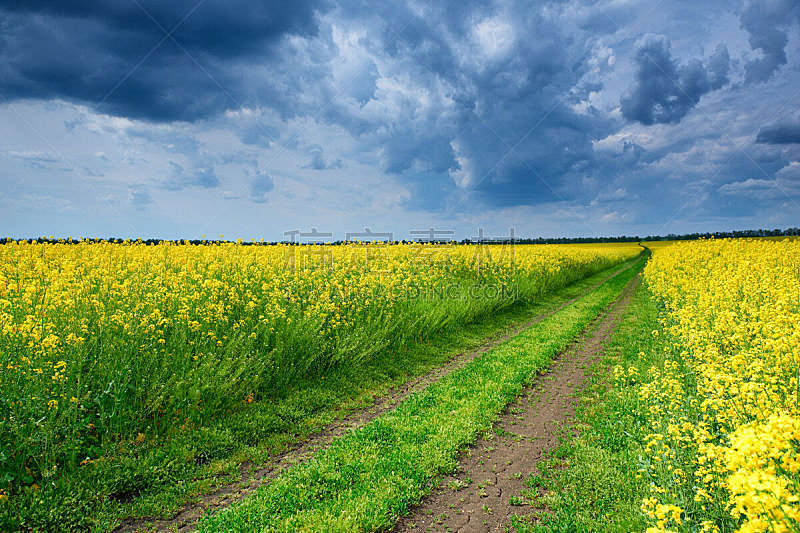 油菜花,田地,陆地,黄色,路,天空,水平画幅,无人,泥土,夏天