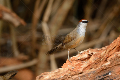chestnut-capped babbler,热带鸟,水平画幅,无人,鸟类,动物身体部位,野外动物,户外,泰国,雨林