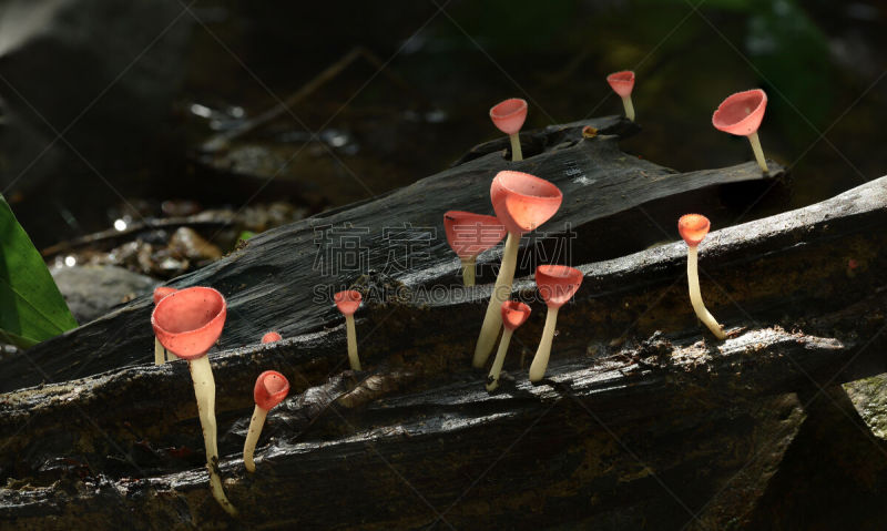 盘菌科,真菌,水平画幅,橙色,无人,2015年,蘑菇,摄影