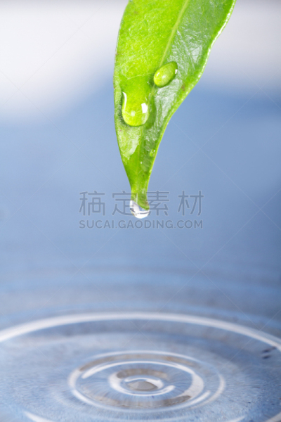 水,叶子,水滴,垂直画幅,禅宗,留白,富营养化水体,无人,纯净,夏天
