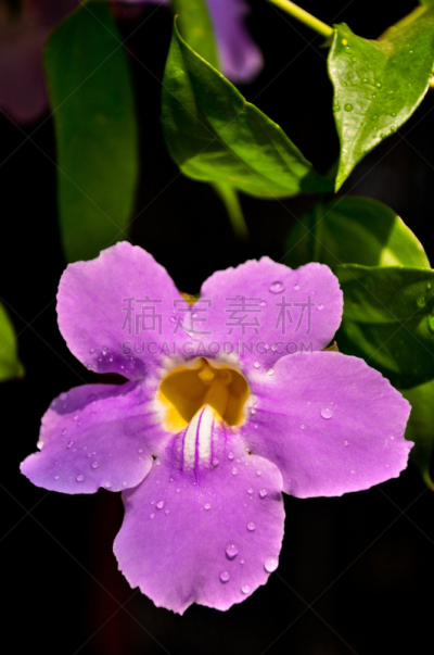 紫薇属的植物,特写,仅一朵花,紫色,垂直画幅,芳香的,无人,户外,花蕾,白色