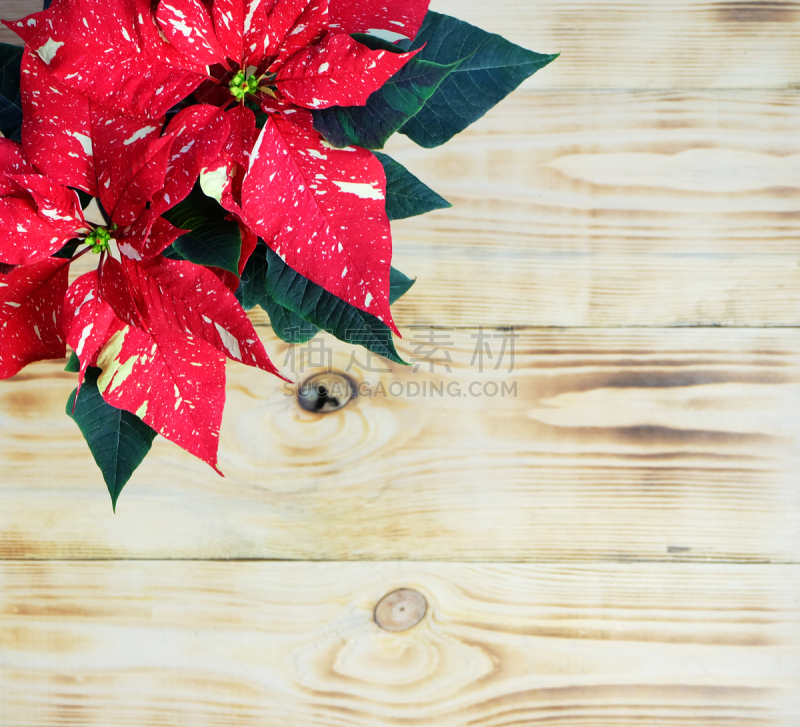 New Year background with poinsettia.