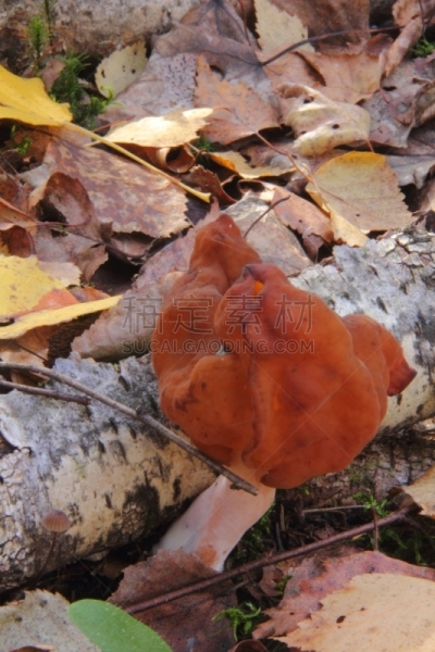 秋天,蘑菇,垂直画幅,美,褐色,素食,无人,苔藓,生食,组物体