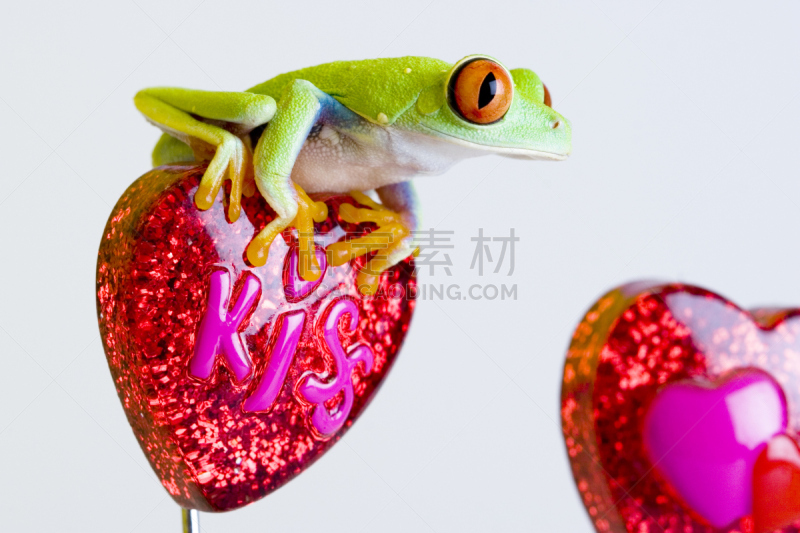 红眼树蛙,正面视角,南美,水平画幅,动物内脏,眼痛,巨大的,湿,生物学,雨林