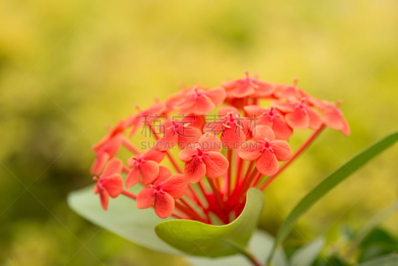 园林,奥兰治亲王,伊克索拉,美,水平画幅,夏天,特写,植物,彩色图片,星形