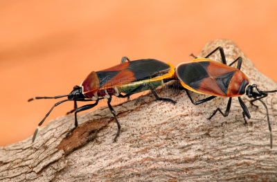 harlequin bug,有序,垂直画幅,家庭,丑角,昆虫,半翅目,交配,摄影