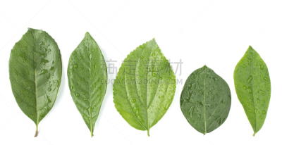 水,叶子,水滴,michelia,crepe myrtle tree,栀子,留白,水平画幅,形状,无人