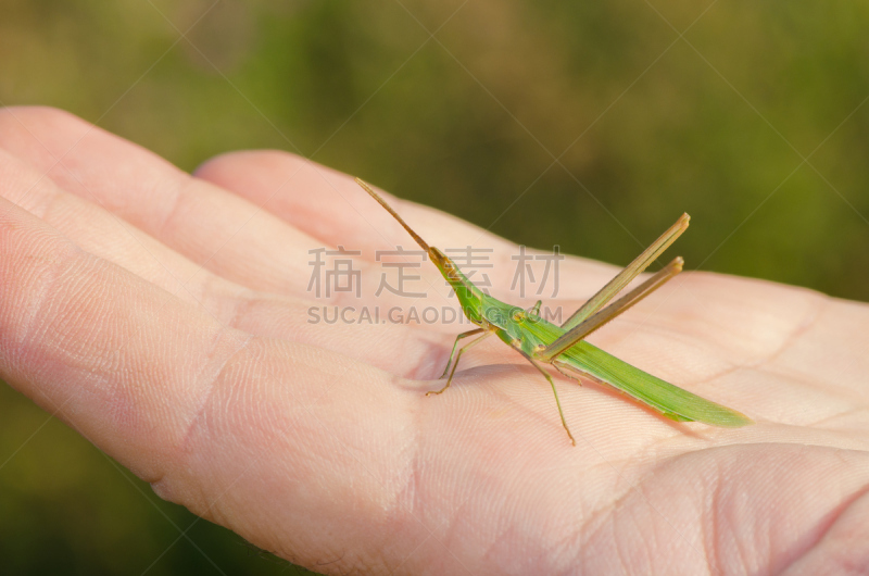 蚱蜢,自然,无脊椎动物,野生动物,动物手指,水平画幅,欧洲,动物身体部位,动物手,动物