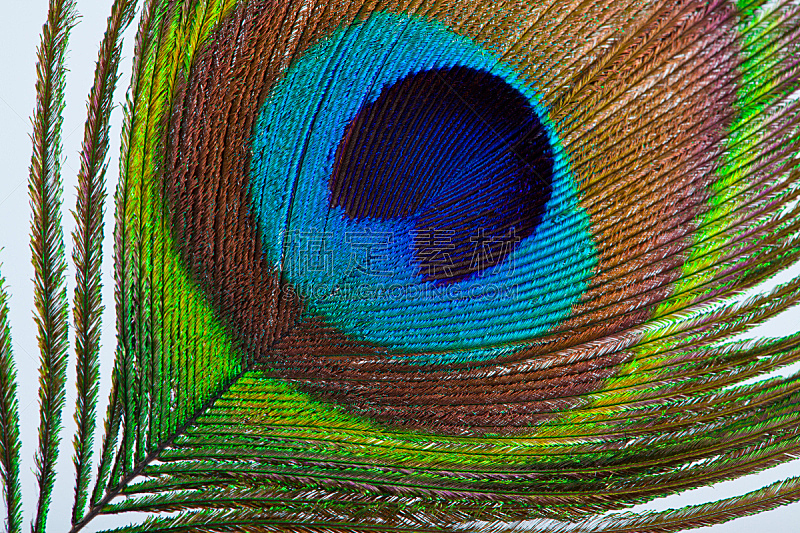 孔雀,羽毛,荧光色,自然,褐色,水平画幅,绿色,无人,蓝色,特写