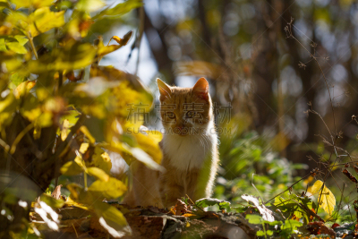 小猫,红色,达林顿,猫的叫声,爪,胸部,美,水平画幅,户外,乡村风格
