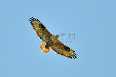 老鹰,长发,欧洲秃鹰,自然,野生动物,非都市风光,水平画幅,鸟类,野外动物,户外