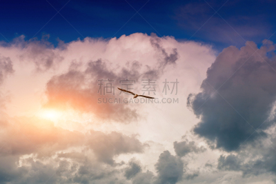 天空,海鸥,嘉龄,信天翁,风,水平画幅,鸟类,夏天,云景,自由