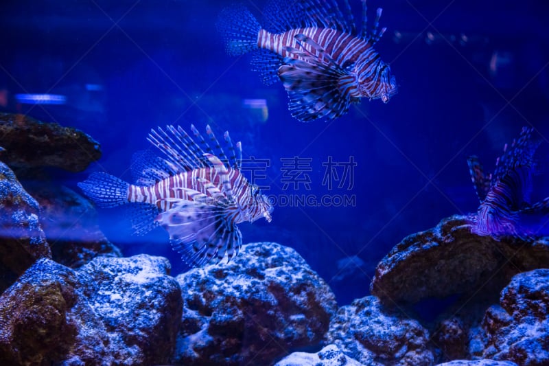 珊瑚,水下,蓑鲉,热带鱼,自然美,背景,迈阿密水族馆,热带气候,野生动物,礁石